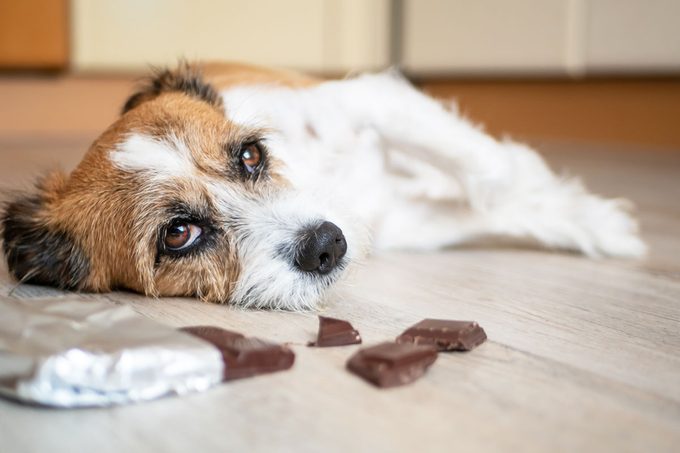 Little Dog With Chocolate Lying On The Ground, sick dog concept with close up view