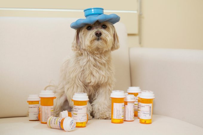 Maltese Poodle Dog wearing hot water bottle and surrounded by various Prescription Medication Bottles 