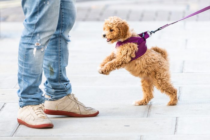 Happy cute and adorable small brown dog on leash on road street sidewalk pavement in urban town city jumping on pedestrians people and owner