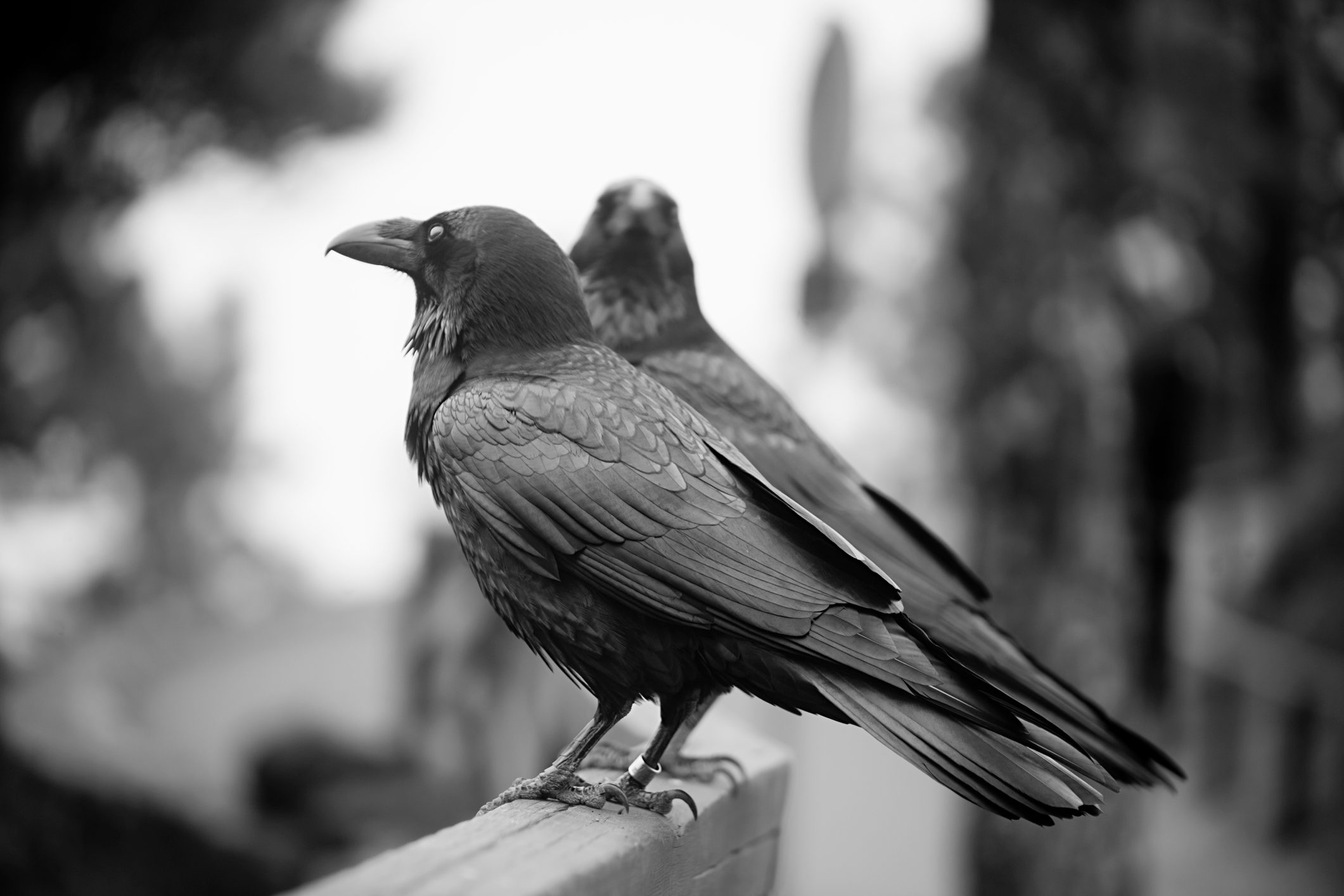 Two ravens perching on wooden fence. La Palma, Canary islands, Spain.