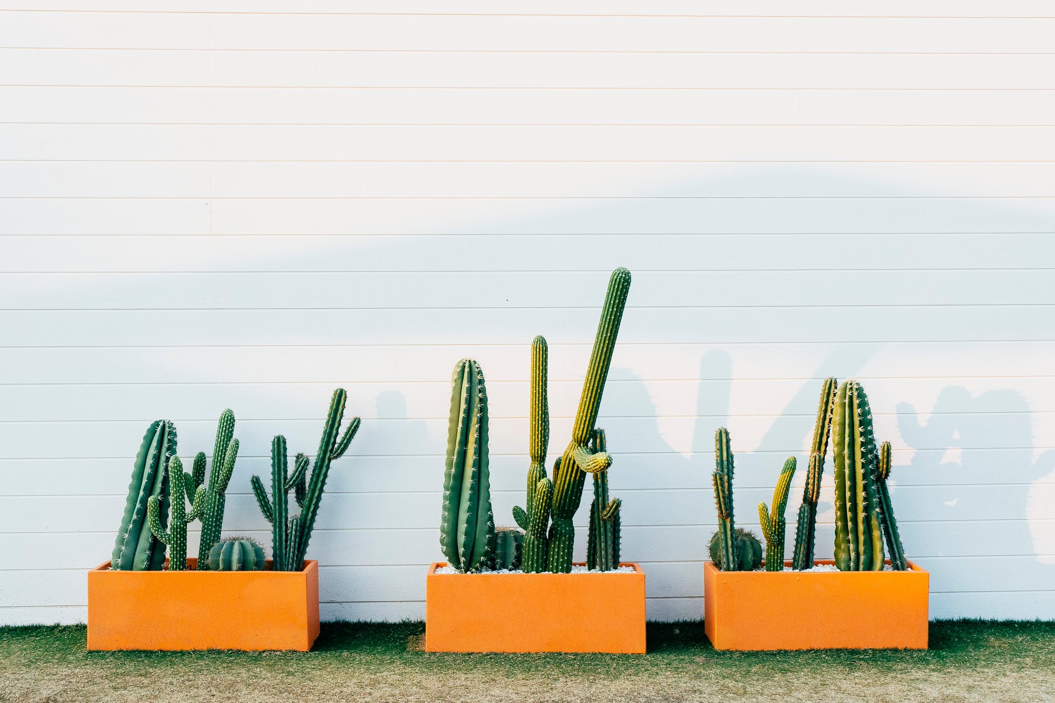 Potted cactus plant boxes against a Mid Century Modern-style white brick wall