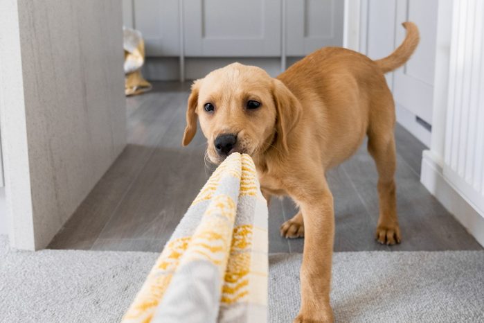Mischievous Puppy trying to chew on a towel