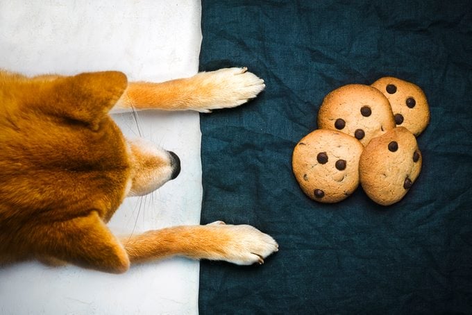 Overhead View of the Shiba Inu Dog breed temptingly watching four chocolate cookies on a blue tablecloth