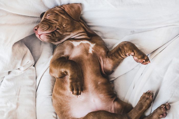 adorable puppy sleeping oits back on a white blanket