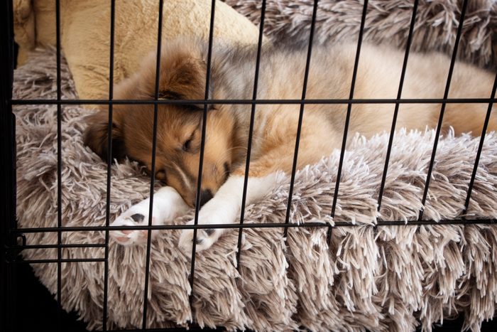 puppy sleeping in a crate