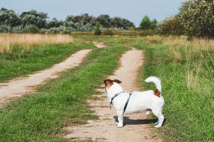 Dog in standing in profile looking forward at open road