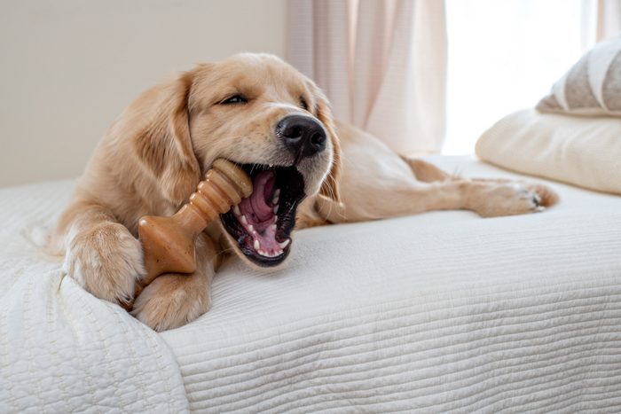 golden retriever puppy chewing on a toy