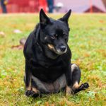 Why Do Dogs Drag Their Butts? Experts Explain This Impolite Canine Behavior