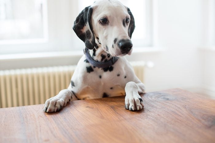 Portrait of a Dalmatian on table