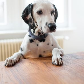 Portrait of a Dalmatian on table