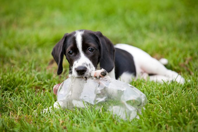 An adorable beagle/border collie mix puppy chewing on an old plastic pop bottle in the grass