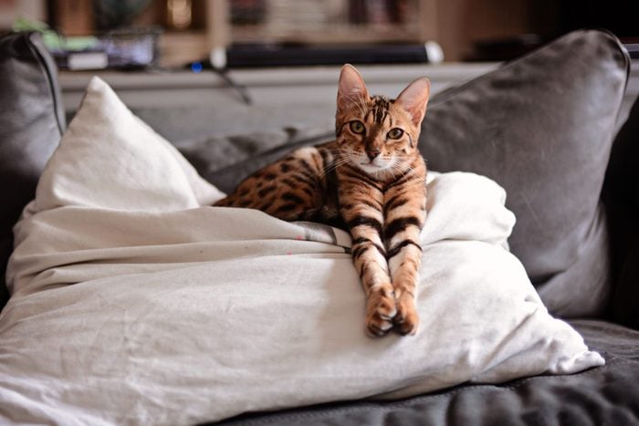 Bengal cat stretching on a cushion