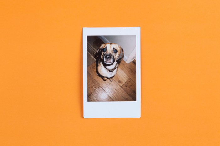 Instant Photograph of Cute Dog on Orange Background