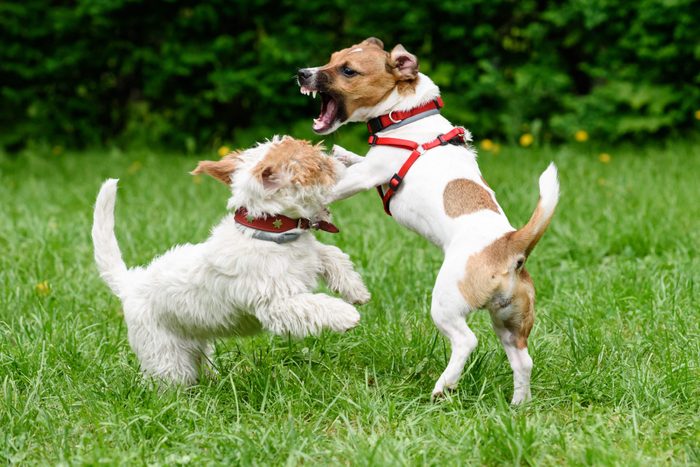 Aggressive dog threatens another dog with frightful fangs