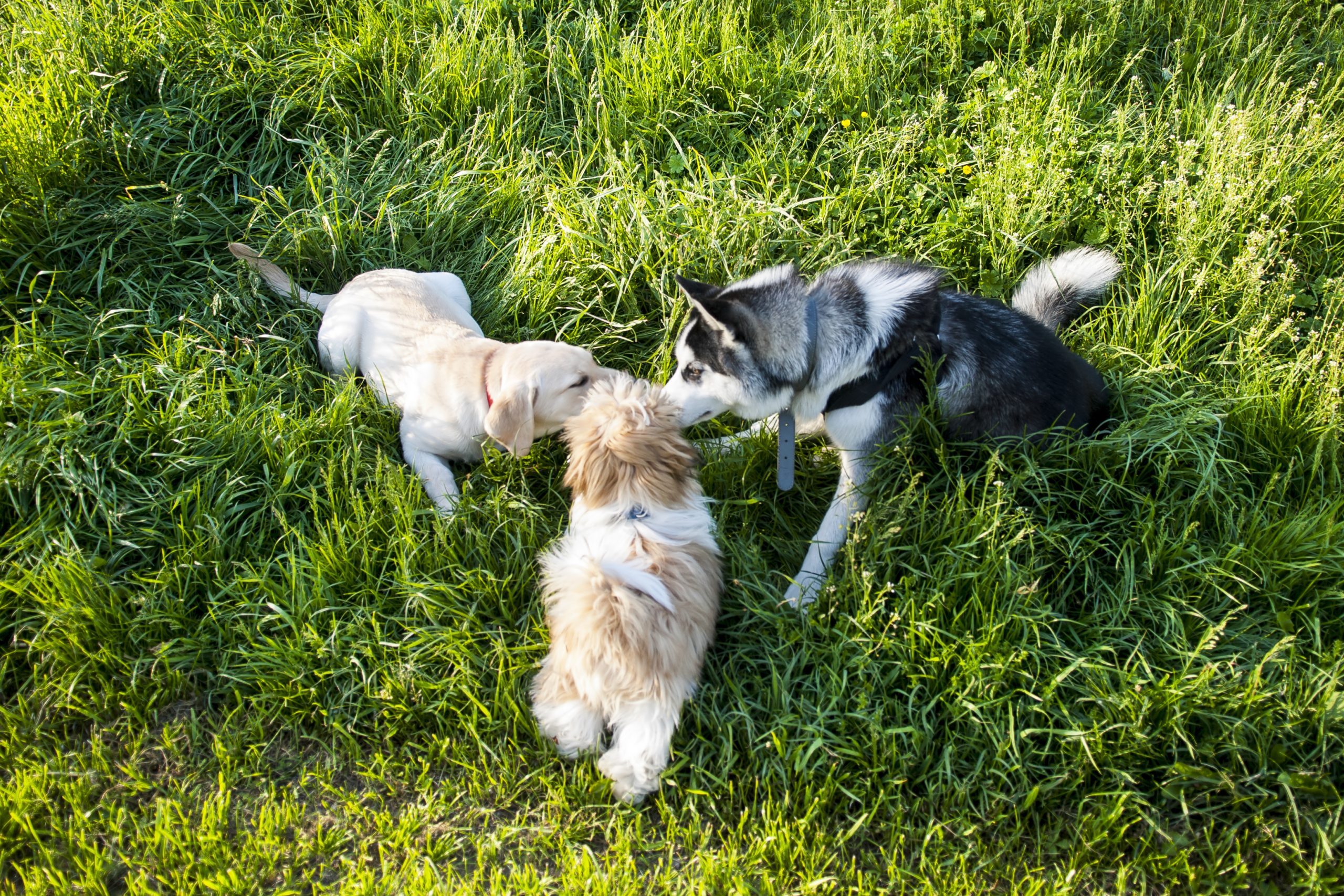 Three Dogs Smelling eachother while meeting outside in the grass