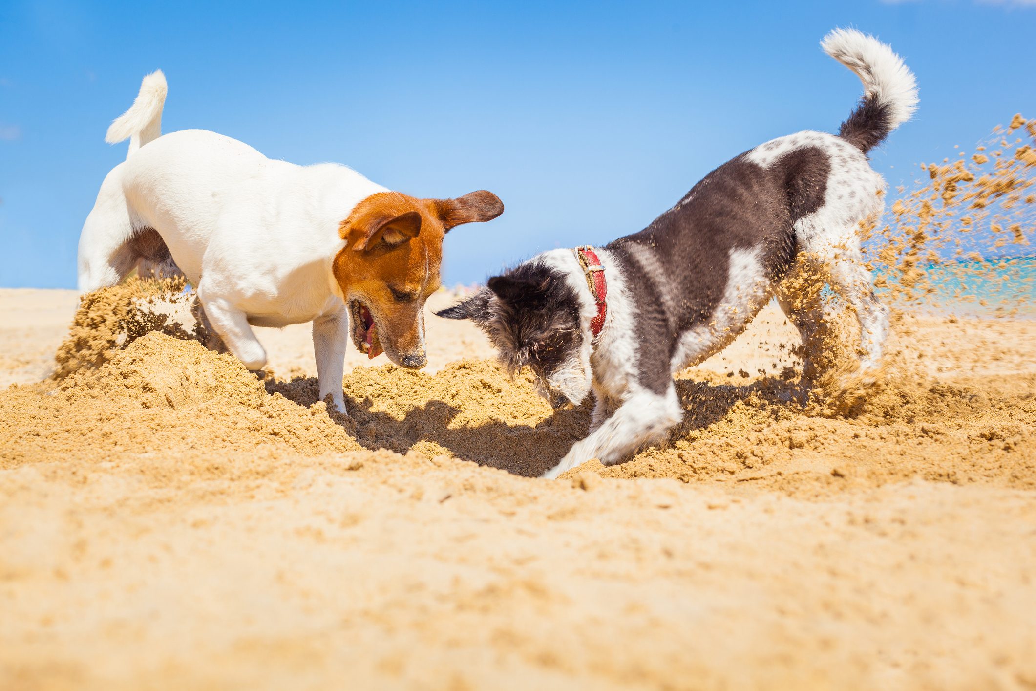 Why Do Dogs Lick Their Toys? Our Certified Dog Trainer Explains Our  Certified Dog Trainer Explains