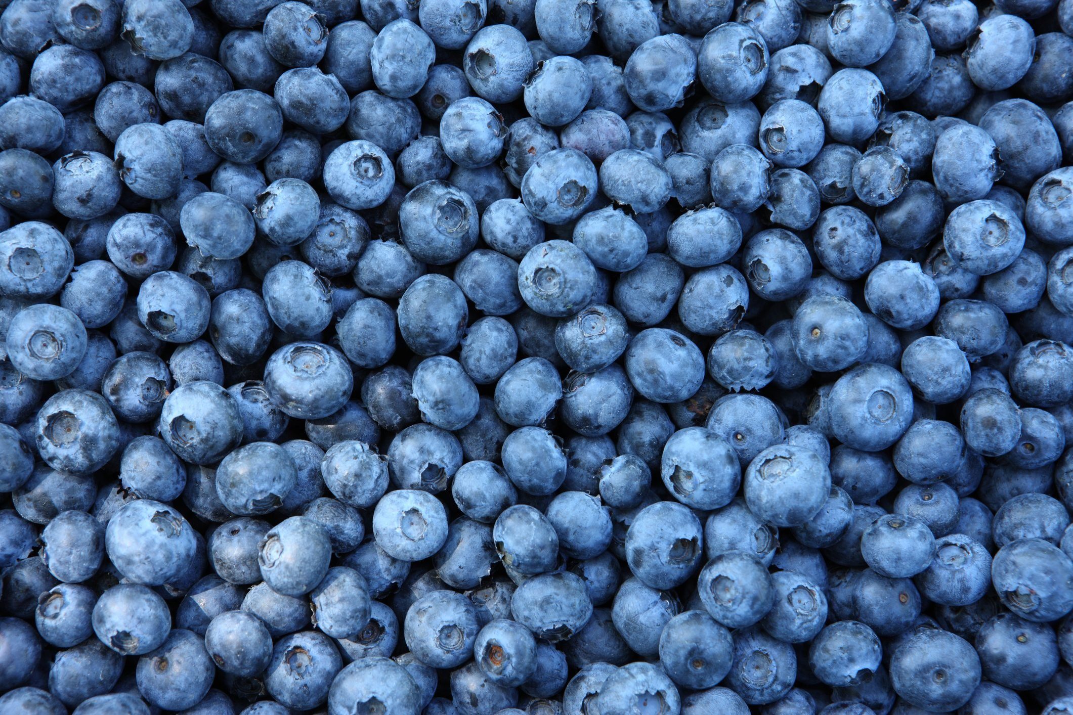 Blueberries full frame
