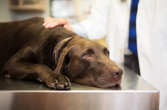 Labrador retriever being seen and pet by a Veterinarian