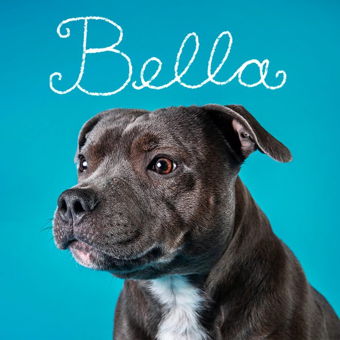 Most Popular Dog Names 2023 Bella