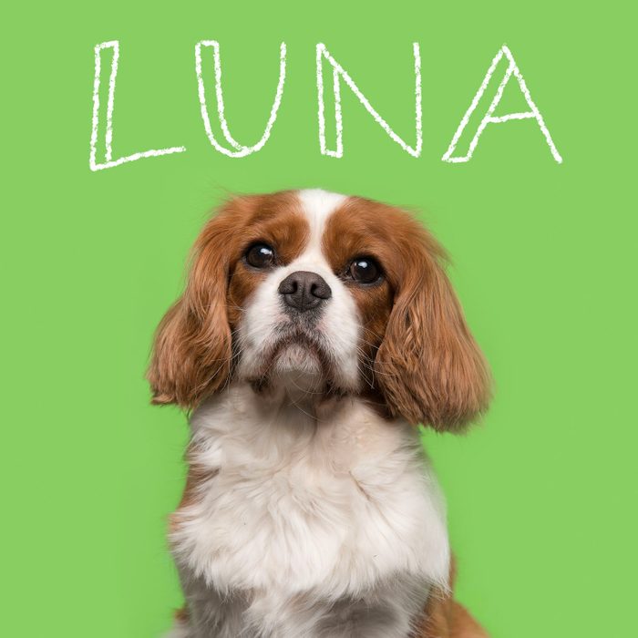 Most Popular Dog Names 2023 Luna