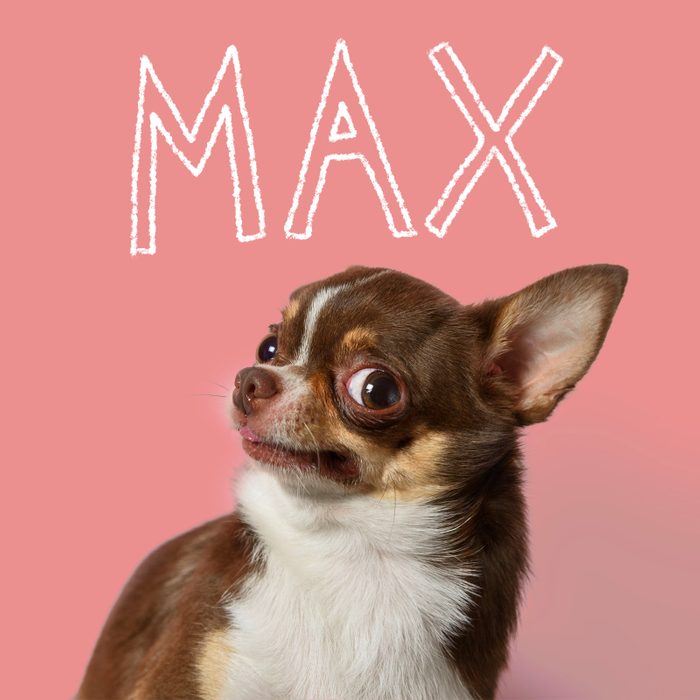 Most Popular Dog Names 2023 Max