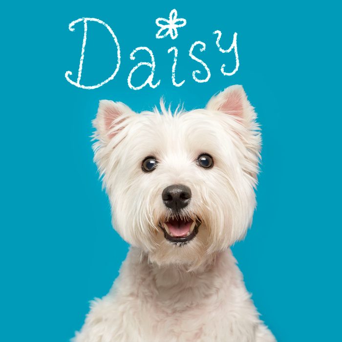 Most Popular Dog Names 2023 Daisy