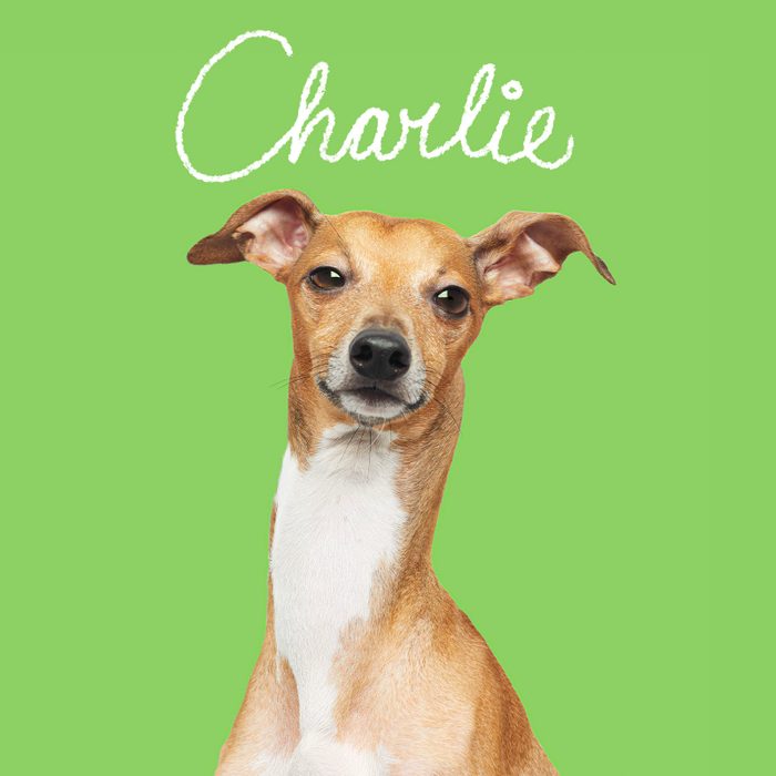 Most Popular Dog Names 2023 Charlie