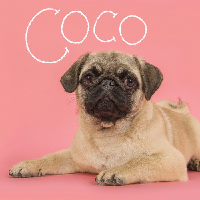 Most Popular Dog Names 2023 Coco