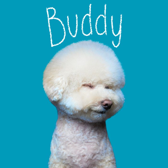 Most Popular Dog Names 2023 Buddy