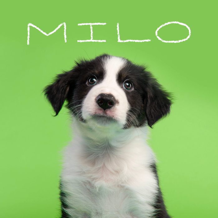 Most Popular Dog Names 2023 Milo