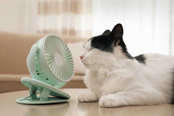 cat laying in front of a small fan