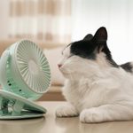 Do Cats Sweat? How Cats Cool Off in the Dog Days of Summer, According to Vets