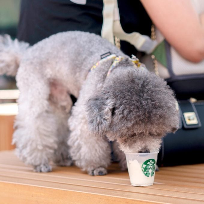 poodle eating a Starbucks Puppuccino on a table