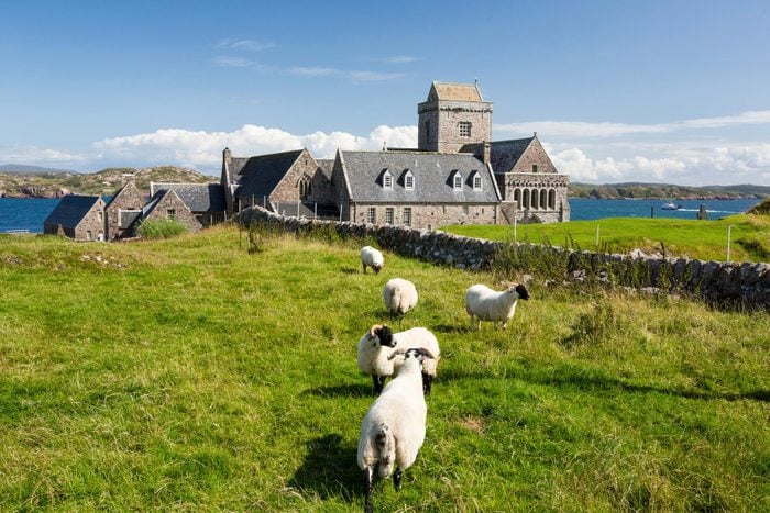 A Group of Sheep in a Grassy Field With a Stone Building in the Background