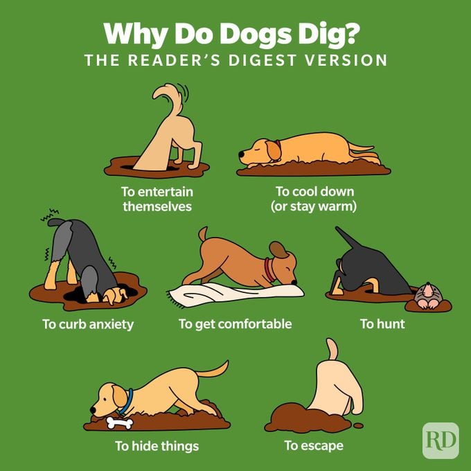 Why Do Dogs Dig Infographic