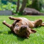 Why Do Dogs Roll in the Grass—and How Can You Stop It?