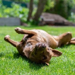 Cute dog rolling in the grass
