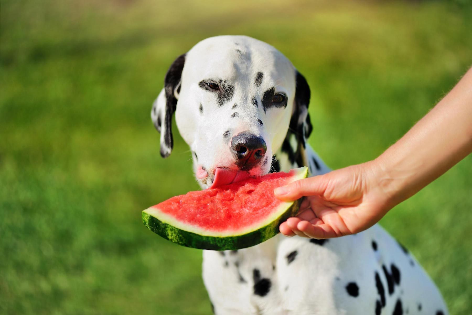 Dalmatian dog licking slice of watermelon