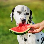 Can Dogs Eat Watermelon? Here’s What Vets Say