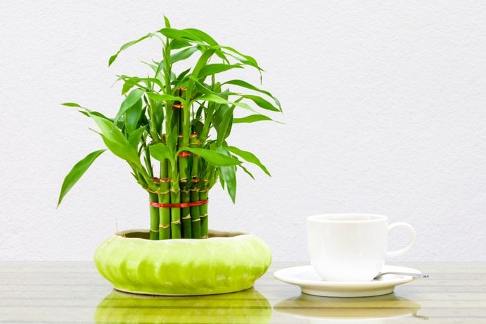Coffee Cup White And Bamboo Tree In Pot On The Glass Table Wooden A Cement Wall Background. Copy Space