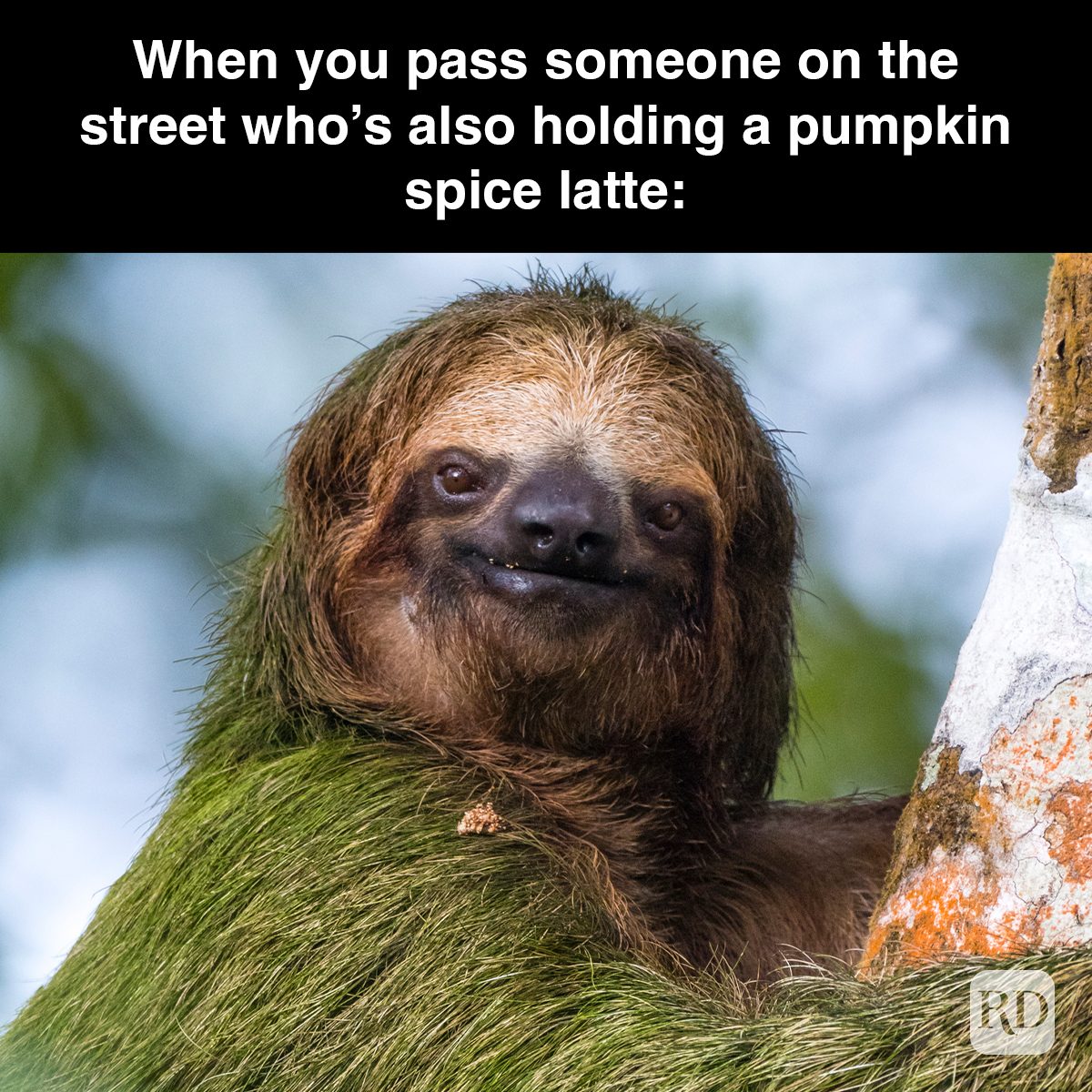 32 Pumpkin Spice Memes You Willl Totally Fall For 5