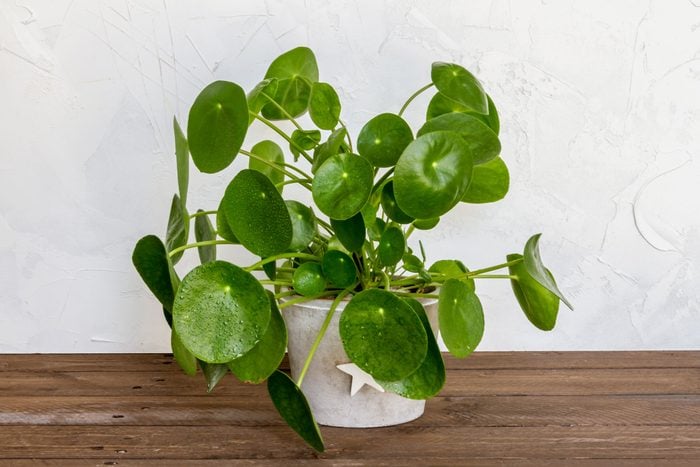 Pilea Peperomioides, Money Plant In The Pot. Isolated. White Background, Wooden Table.