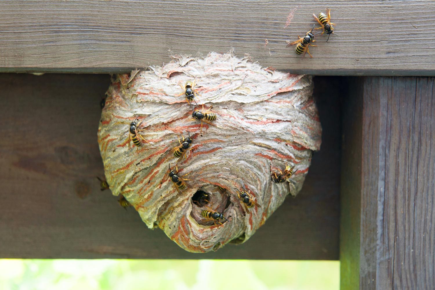 Wasp Nest on a wooden porch ledge with yellow and black wasps entering and exiting the nest onto the wood against a green background