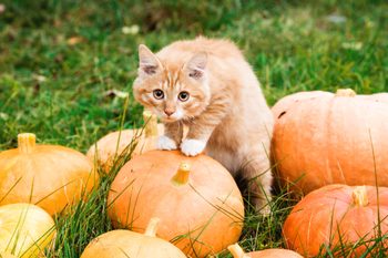 little orange kitten in a pumpkin patch
