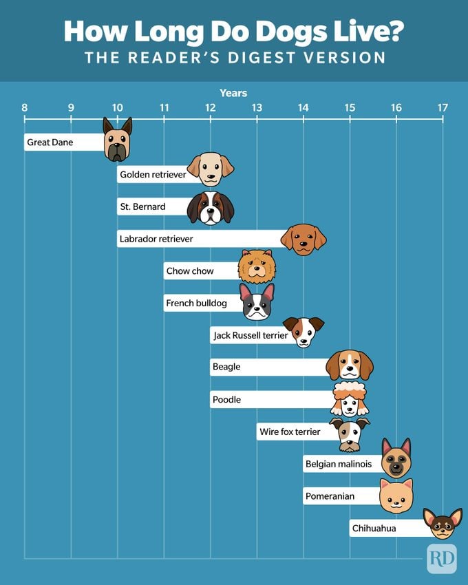 How Long Do Dogs Live Infographic