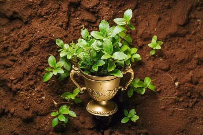 Learn Something New Trophy Vine Soil Midjourney2023 Ml 1