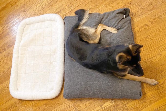 geran shepherd on a grey saatva dog bed on a wooden floor next to another cheaper generic dog bed