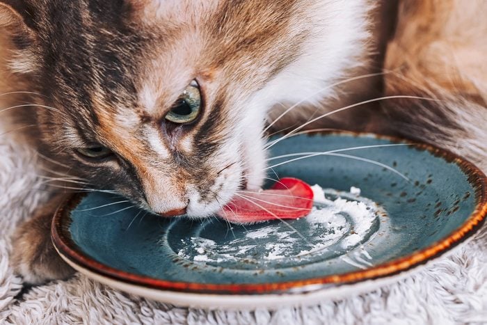 cat licking a plate with white cheese