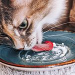 Can Cats Eat Cheese? Here’s What Vets Say