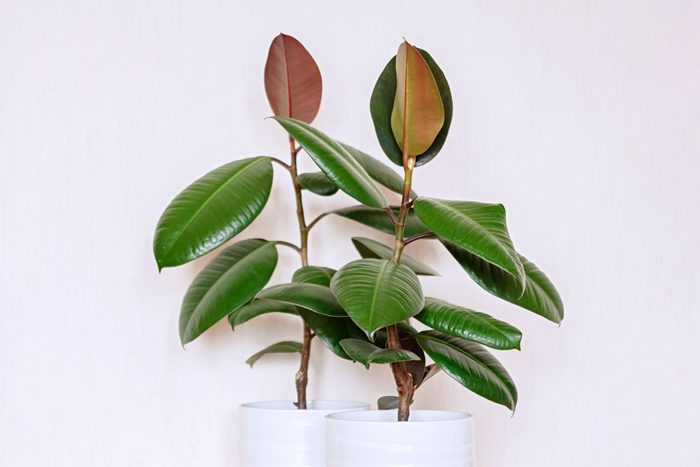 Rubber tree , Two Houseplants In White Ceramic Flower Pots. Ficus Elastic On A Light Background.